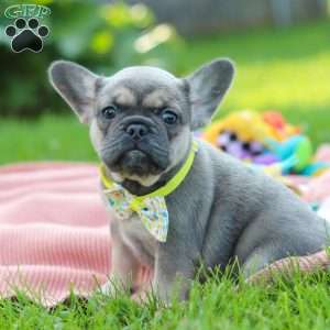 Indi, French Bulldog Puppy